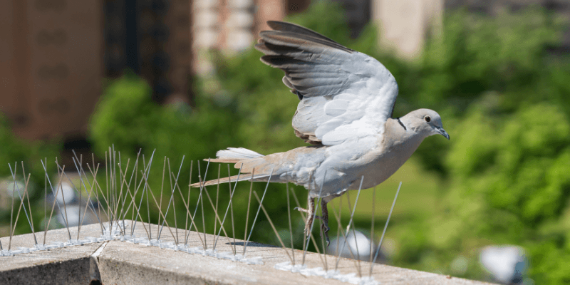 Bird control