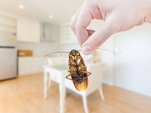 Cockroach Control